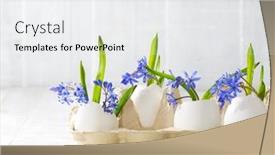  Presentation with eggshells - Slide set with early-spring-flowers-scilla-siberica background and a white colored foreground