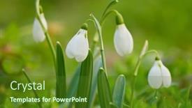  Presentation with blurred flowers - Beautiful PPT theme featuring early-spring-flowers-white-snowdrops backdrop and a tawny brown colored foreground