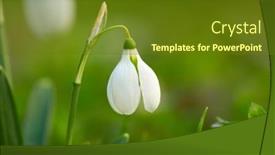  Presentation with blurred flowers - Audience pleasing slide set consisting of early-spring-flowers-white-snowdrops backdrop and a tawny brown colored foreground