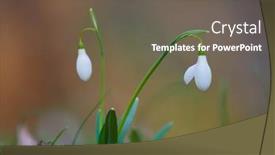  Presentation with blurred flowers - PPT theme featuring early-spring-flowers-white-snowdrops background and a gray colored foreground