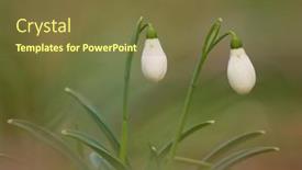  Presentation with beautiful spring flowers - Presentation featuring early-spring-flowers-white-snowdrops background and a tawny brown colored foreground