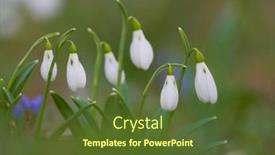  Presentation with beautiful spring flowers - Slide deck featuring early-spring-flowers-white-snowdrops and a tawny brown colored foreground