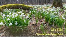  Presentation with spring - PPT layouts featuring early-spring-forest-with-spring background and a tawny brown colored foreground