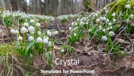  Presentation with spring - Beautiful presentation design featuring early-spring-forest-with-spring backdrop and a dark gray colored foreground