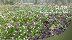  Presentation with spring - Beautiful PPT theme featuring early-spring-forest-with-spring backdrop and a seafoam green colored foreground