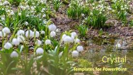  Presentation with spring - Slide set having early-spring-forest-with-spring background and a tawny brown colored foreground