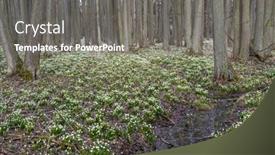  Presentation with spring - Presentation design having early-spring-forest-with-spring background and a gray colored foreground