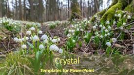  Presentation with spring - Presentation theme consisting of early-spring-forest-with-spring background and a tawny brown colored foreground