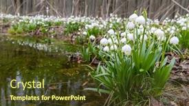  Presentation with spring - Amazing PPT theme having early-spring-forest-with-spring backdrop and a tawny brown colored foreground