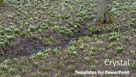  Presentation with spring - Presentation enhanced with early-spring-forest-with-spring background and a gray colored foreground