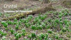  Presentation with forest beautiful spring nature - Presentation theme with early-spring-forest-with-spring background and a violet colored foreground