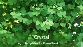  Presentation with spring tree - Cool new presentation theme with early spring ginkgo biloba leaves backdrop and a forest green colored foreground
