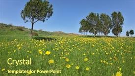  Presentation with israel - Theme with early spring in fields in southern israel soft green grass blooming daisies and clear air background and a tawny brown colored foreground