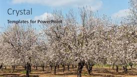 Presentation with israel - PPT theme enhanced with early-spring-in-israel-almonds background and a light blue colored foreground