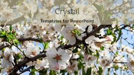  Presentation with almond - Slide deck having early-spring-in-israel-blooming background and a mint green colored foreground