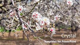  Presentation with decorate - Presentation having early-spring-in-israel-february background and a violet colored foreground