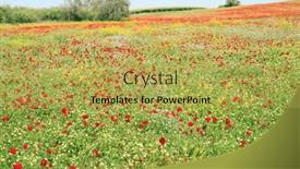  Presentation with israel - PPT theme featuring early-spring-in-israel-first background and a yellow colored foreground