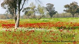  Presentation with red carpet - PPT theme featuring early-spring-in-israel-red background and a gold colored foreground