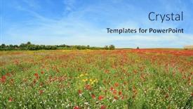  Presentation with israel - PPT layouts consisting of early-spring-in-israel-southern background and a light blue colored foreground
