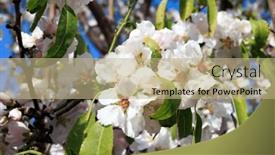  Presentation with bloom - Presentation design enhanced with early-spring-in-israel-white background and a coral colored foreground