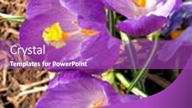  Presentation with purple crocus - 