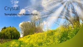  Presentation with rapeseed - PPT theme consisting of early-spring-rapeseed-flowers-blooming background and a light blue colored foreground