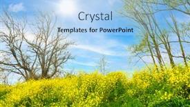  Presentation with rapeseed - Beautiful PPT layouts featuring early-spring-rapeseed-flowers-blooming backdrop and a light blue colored foreground