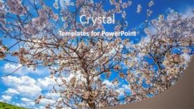  Presentation with olive tree - Presentation theme enhanced with early-spring-the-olive-tree background and a teal colored foreground