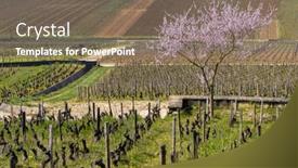  Presentation with vineyards - Slide set with early-spring-vineyards-near-aloxe background and a violet colored foreground