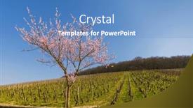  Presentation with vineyards - Presentation having early-spring-vineyards-near-aloxe background and a teal colored foreground