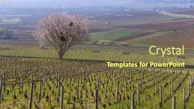  Presentation with vineyards - Presentation theme with early-spring-vineyards-near-aloxe background and a tawny brown colored foreground