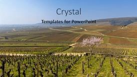  Presentation with vineyards - PPT theme consisting of early-spring-vineyards-near-aloxe background and a light blue colored foreground
