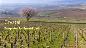  Presentation with vineyards - PPT layouts with early-spring-vineyards-near-aloxe background and a tawny brown colored foreground