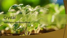  Presentation with tomato - Colorful slide deck enhanced with early stages of growth backdrop and a yellow colored foreground