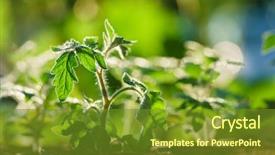  Presentation with tomato - Colorful PPT theme enhanced with early stages of growth backdrop and a tawny brown colored foreground