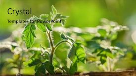  Presentation with plants - Presentation design featuring early stages of growth background and a gold colored foreground