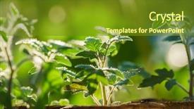  Presentation with plants - Theme featuring early stages of growth background and a tawny brown colored foreground