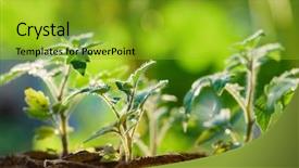 Presentation with plants - Theme enhanced with early stages of growth background and a gold colored foreground