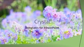  Presentation with geranium - Theme consisting of early-summer-flowering-geranium-macro background and a light blue colored foreground