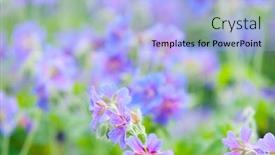  Presentation with geranium - Colorful slides enhanced with early-summer-flowering-geranium-macro backdrop and a light blue colored foreground