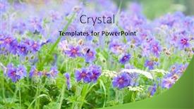  Presentation with geranium - Audience pleasing PPT theme consisting of early summer flowering geranium macro backdrop and a light blue colored foreground