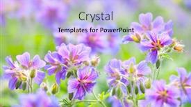  Presentation with geranium - Slide deck featuring early summer flowering geranium macro background and a light blue colored foreground