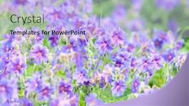  Presentation with geranium - Cool new theme with early summer flowering geranium macro backdrop and a light blue colored foreground