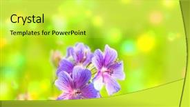  Presentation with geranium - Beautiful PPT layouts featuring early summer flowering geranium backdrop and a yellow colored foreground