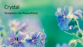  Presentation with geranium - Theme having early summer flowering geranium by the name of gravetye background and a seafoam green colored foreground