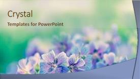  Presentation with geranium - Slide deck with early summer flowering geranium background and a lemonade colored foreground