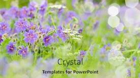  Presentation with geranium - Cool new presentation theme with early summer flowering geranium by the name of gravetye backdrop and a mint green colored foreground