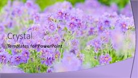  Presentation with geranium - Presentation enhanced with early summer flowering geranium by the name of gravetye background and a light blue colored foreground