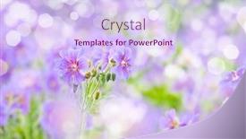  Presentation with geranium - Amazing presentation theme having early summer flowering geranium by the name of gravetye backdrop and a sky blue colored foreground