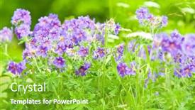 Presentation with geranium - PPT theme featuring early summer flowering geranium by the name of gravetye background and a shamrock green colored foreground